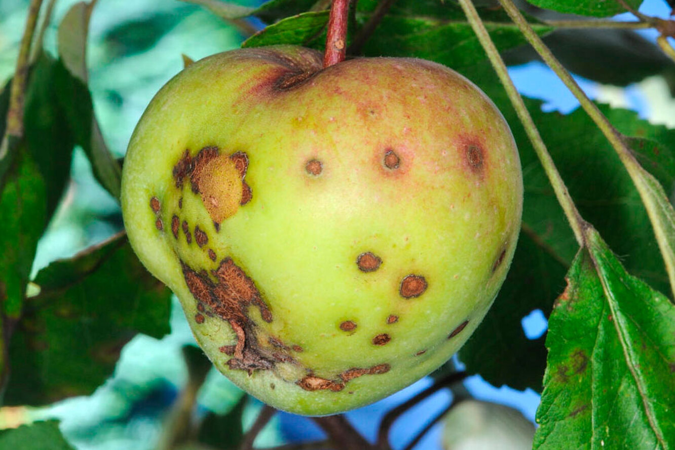 Парша на яблоне лечение