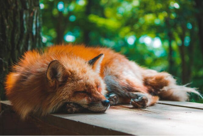 Странствующие лисы: главные обитатели