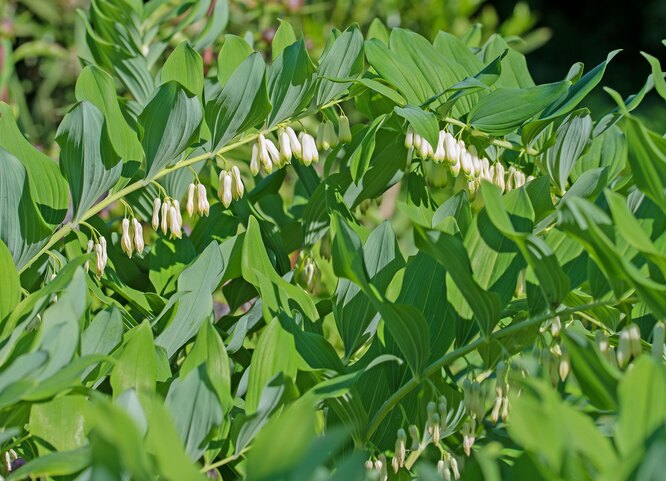 Kupena/Polygonatum odoratum