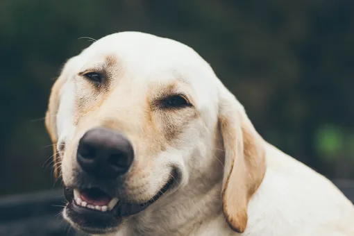 Гуляем на все: хозяева устроили псу незабываемый день рождения