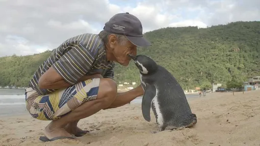 история дружбы пожилого мужчины и пингвина