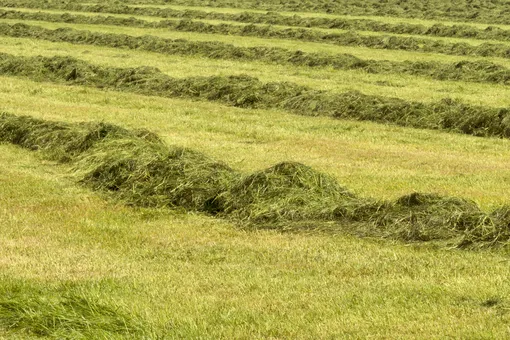 Можно не собирать траву в травосборник газонокосилки, а утилизировать скошенную траву прямо на газоне