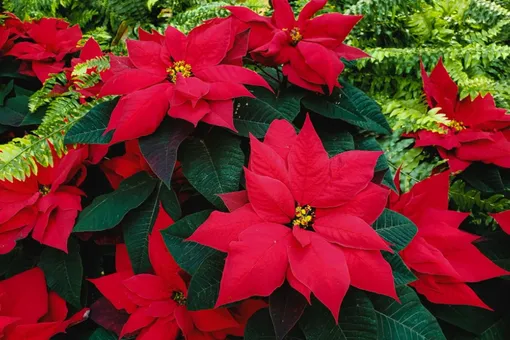 Цветы пуансетии придаеют рождественскому декору величественный вид