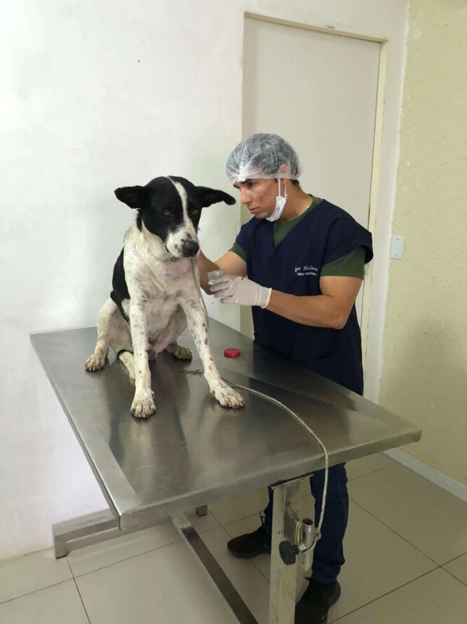 бездомный пес сам нашел ветеринарную клинику