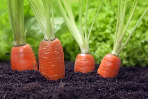 Признаки зрелости моркови