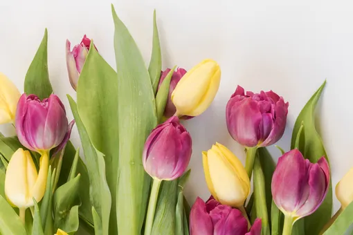 Не все знают об этой хитрости: тюльпаны в вазе сохранят свежесть до двух недель