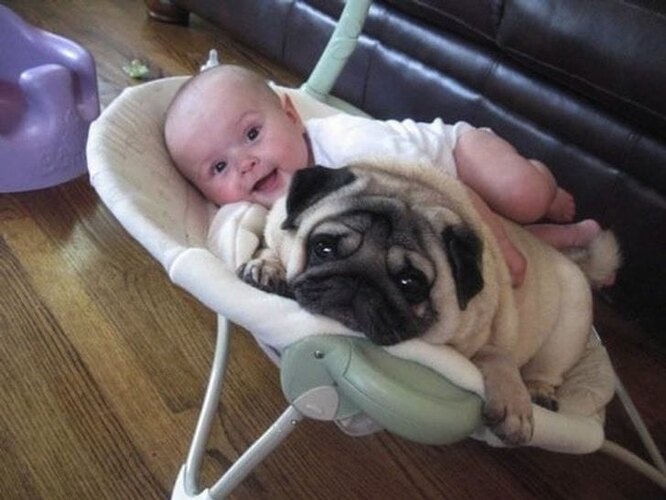 младенец и собака трогательная дружба