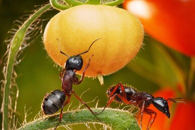 Муравьи в теплице: как прогнать насекомых и не навредить растениям