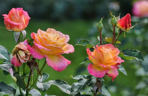 Плохие соседи для роз: список запрещенных растений