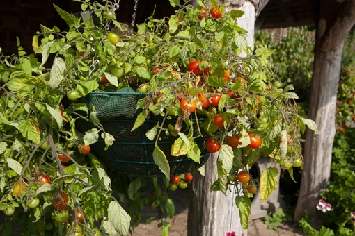 томаты в подвесных кашпо