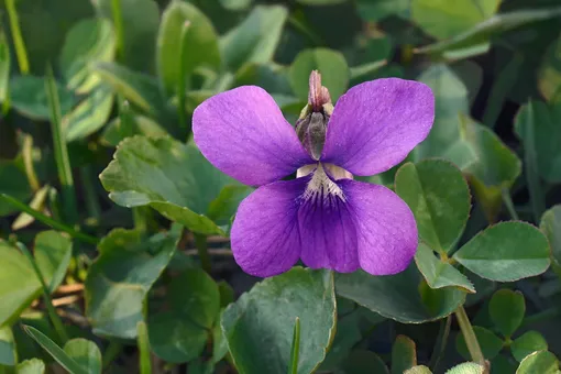 Viola sororia