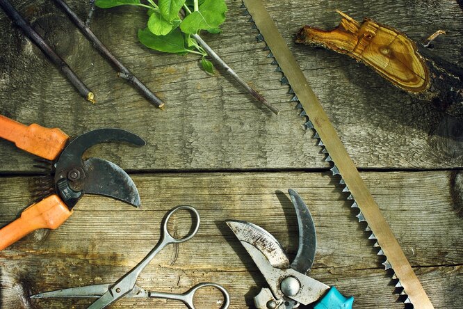 Коли і як обрізати яблуню восени правильно: повна інструкція для садівників-новачків