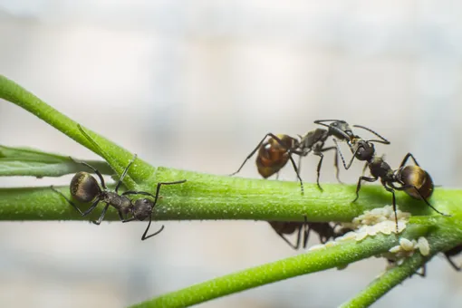 Избавиться от муравьёв на участке или в доме можно с помощью специальных препаратов