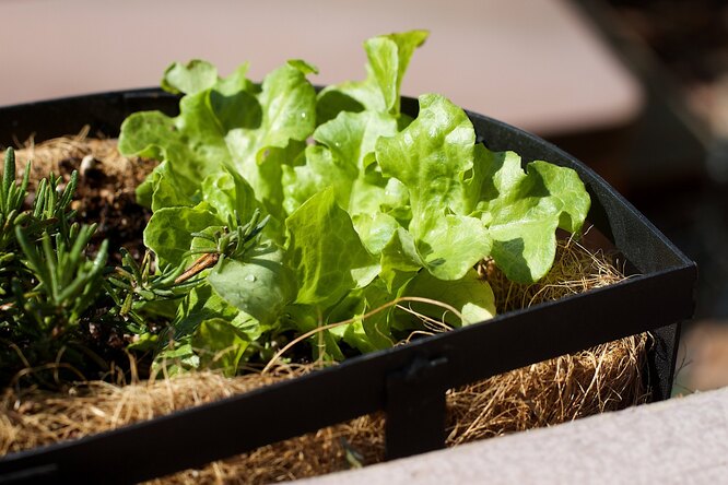 Как вырастить салат дома на подоконнике
