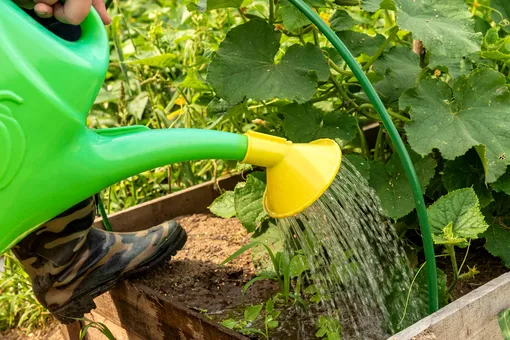 садовник поливает из лейки огурцы в открытом грунте