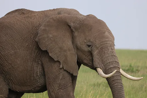 40 лет мучений: в Индии освободили слониху, которую спаивали хозяева