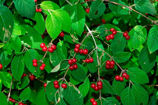 10 ядовитых ягод, которые нельзя срывать в лесу