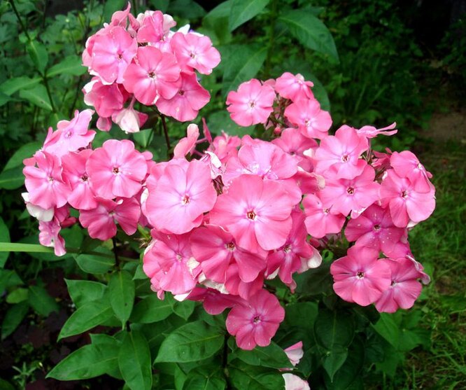 Phlox Jules Sando