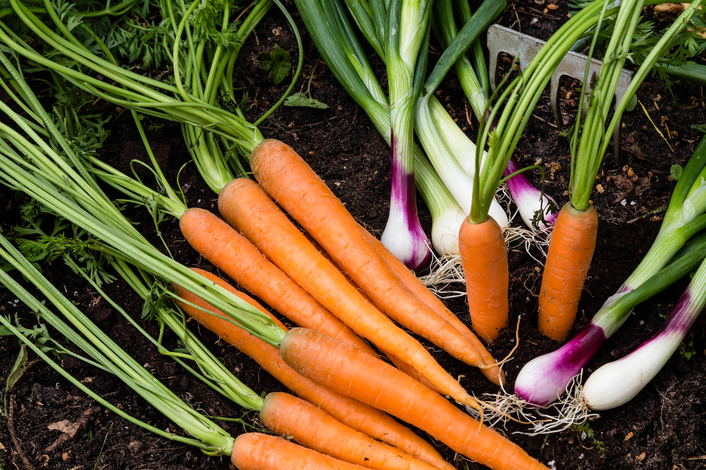 Что можно сажать рядом с морковью, а что нет: совместимость морковки