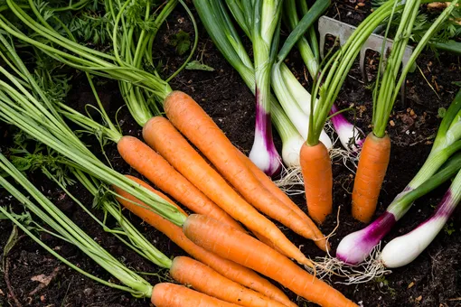 Что посадить рядом с морковью, чтобы повысить её урожайность? Лучшие соседи морковки
