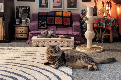 Все как у людей: хозяйка создала крошечную гостиную для своих кошек