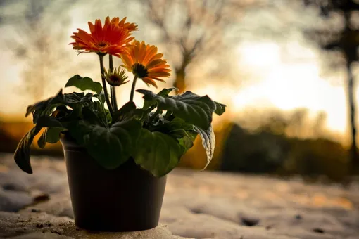 10 бессмертных растений для вашего подоконника