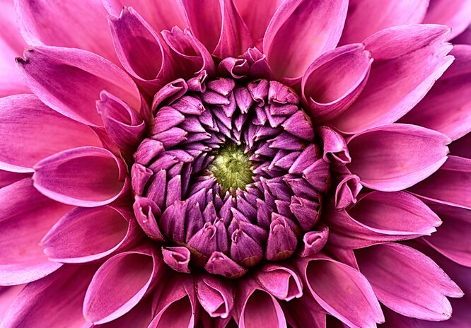 Dahlias
