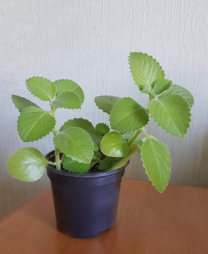 Лимонник домашний