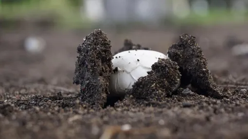 Как ухаживать за грибами по мере их роста
