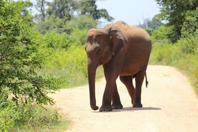 «Я жив благодаря им»: мужчина вписал в завещание слонов, которые его спасли