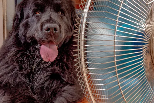 «Невозможно поверить»: собака тайком вылезла из клетки и повернула вентилятор к себе (видео)