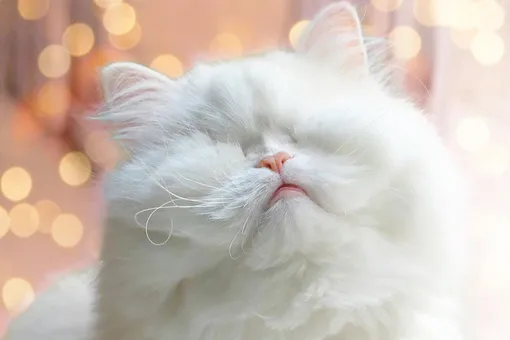 Белоснежная персидская кошка ослепла из-за плохого обращения, но теперь она настоящее облачко счастья!