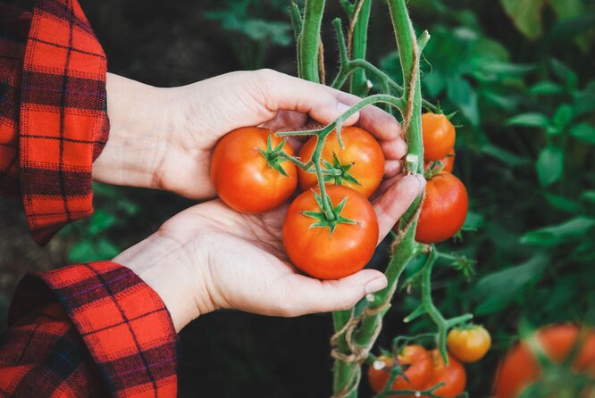 Как правильно поливать помидоры в теплице: как часто, правила полива томатов