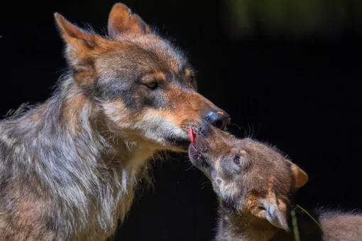Вы такого не слышали: первый вой маленького волчонка попал на видео