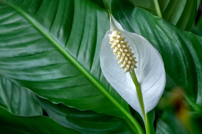 Спатифиллюм — растение для дома и офиса
