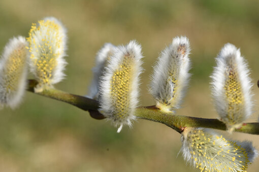 Структура кроны ивы