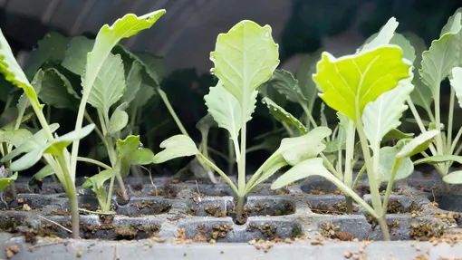 Как посеять семена цветной капусты на рассаду: пошаговая инструкция