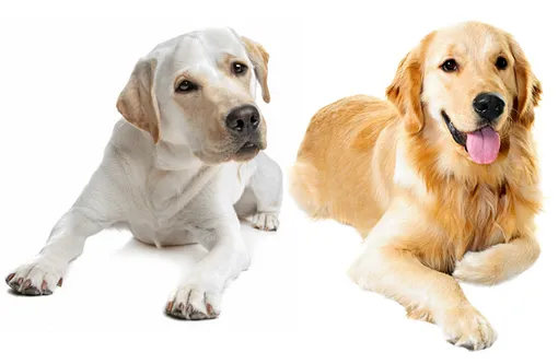 Лабрадор-ретривер, самые лучшие породы собак для детей