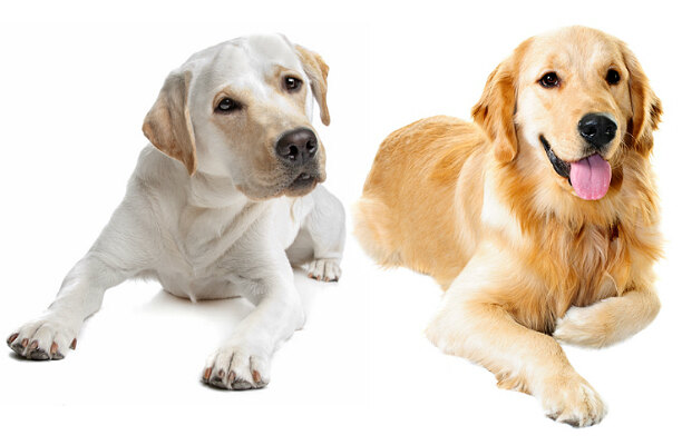 Лабрадор-ретривер, самые лучшие породы собак для детей