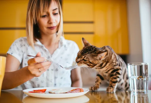 Девушка кормит кошку с вилки
