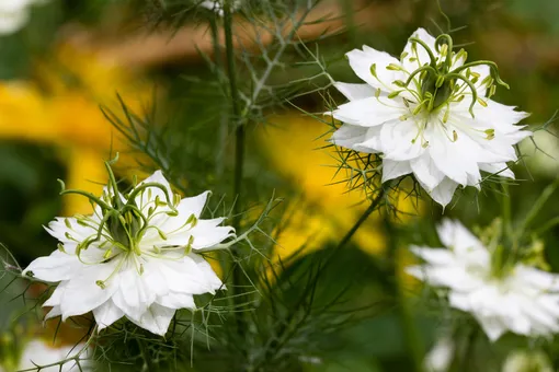 Белые цветки нигеллы