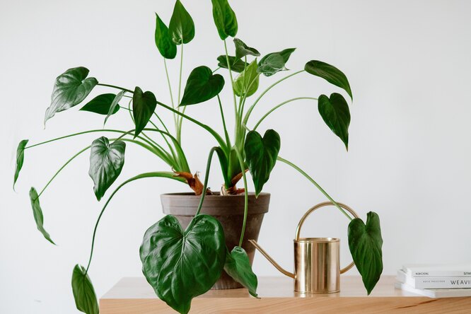 15 проблем, о которых листья ваших комнатных растений давно вам пытаются сказать