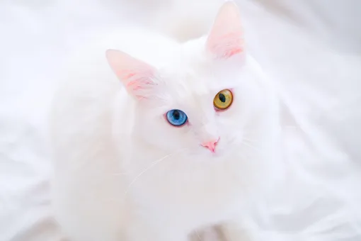 Сами белые, глаза разные: кошки редкой породы получили удостоверения личности