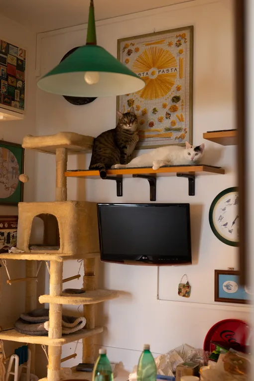 Размещайте домик для кошек как можно выше у стены.