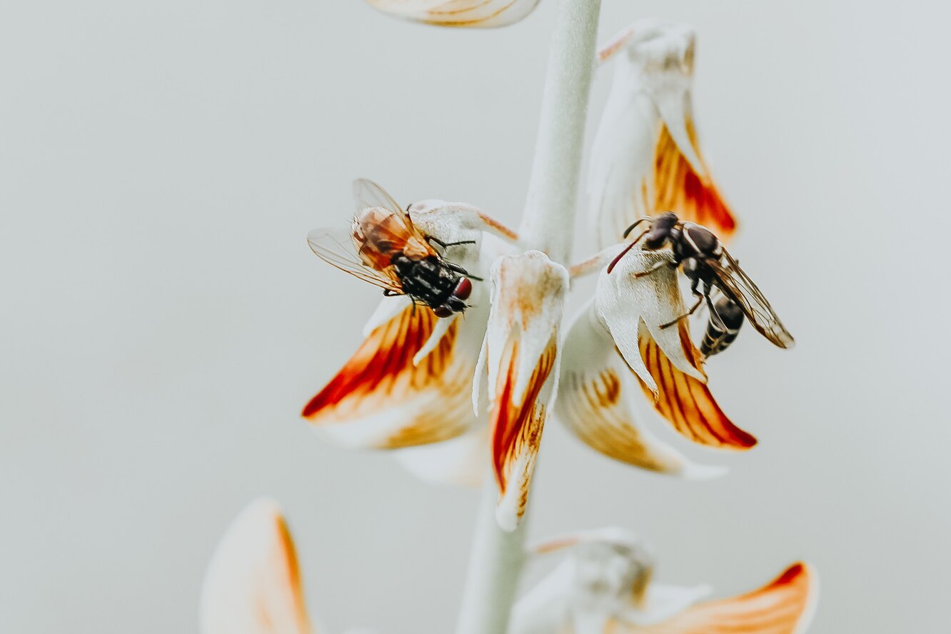 Как избавиться от мух на балконе - 96 фото