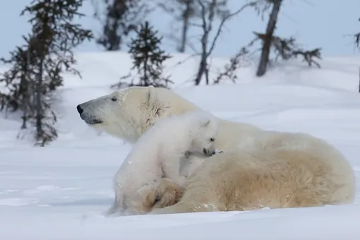 «Улыбается, миленький»: в Московском зоопарке спасли белого медвежонка