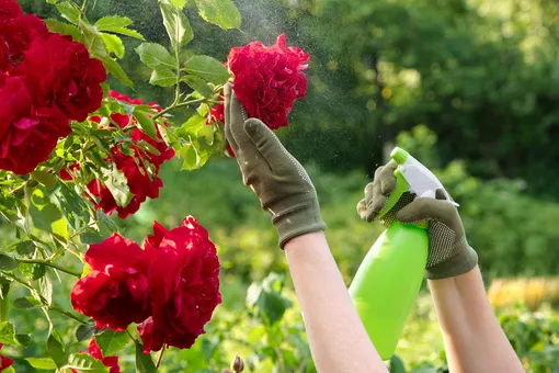 Спрей из чеснока — отличное народное средство от вредителей для роз. Например, спасёт цветы от мучнистой росы