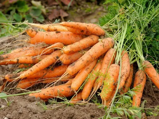 Сроки уборки среднеспелых сортов моркови