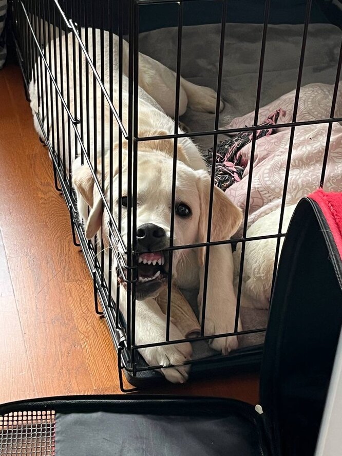 Как воспитывают собаку-поводыря, можно ли взять щенка напрокат ...