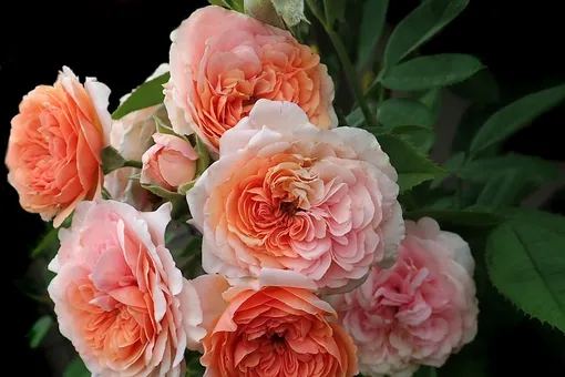 Королева цветов: чем хороши для вашего сада знаменитые английские розы?